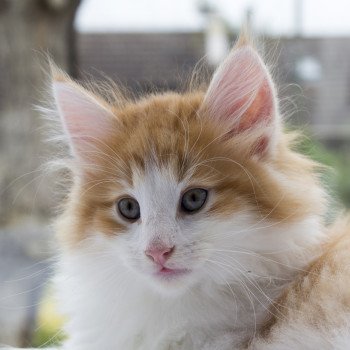 Chatterie de la Fontaine d'Urda